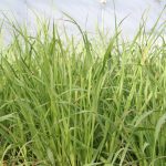 Lemon Grass - Image 2