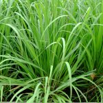 Lemon Grass