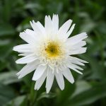 Leucanthemum m. W. Supreme