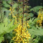 Ligularia przewalskii