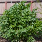 Lovage