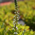 Lysimachia Snow Candle