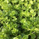 Lysimachia nummularia - Image 2