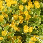 Lysimachia nummularia