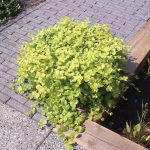 Lysimachia numm. Aurea