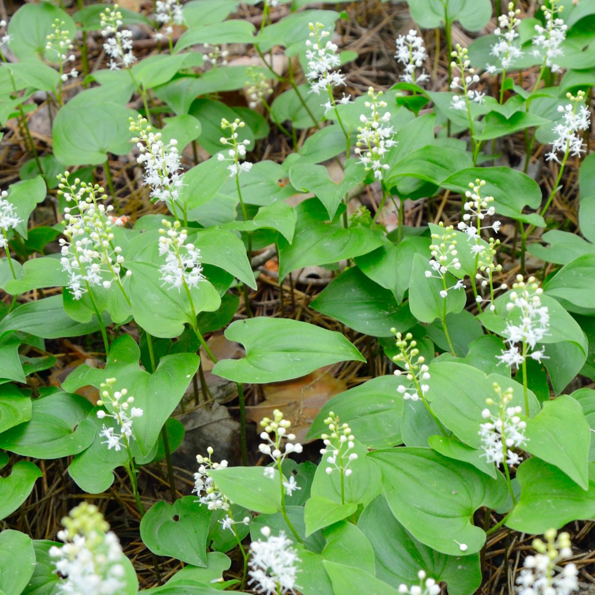 Maianthemum bifolium