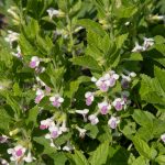 Melittis Royal Velvet Distinction