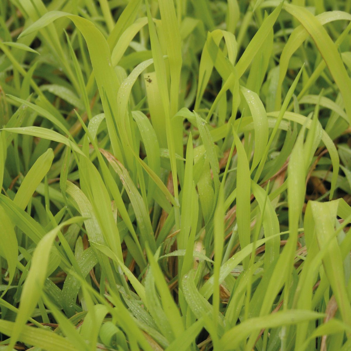 Milium effusum Aureum