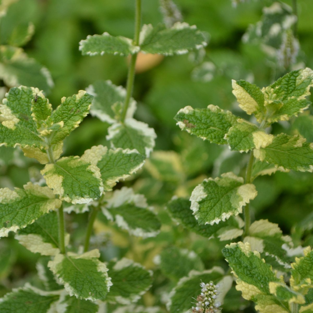 Mint Applemint Variegated - Image 2