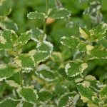 Mint Applemint Variegated - Image 2