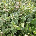 Mint Applemint Variegated