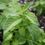 Mint Banana - Image 2