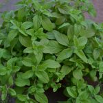 Mint Banana