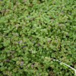 Mint Creeping Corsican mint - Image 2