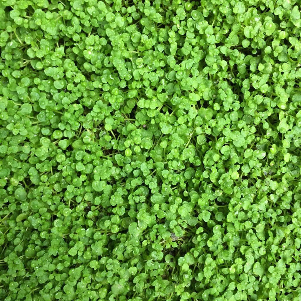 Mint Creeping Corsican mint