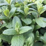 Mint Garden - Image 2