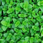 Mint Garden