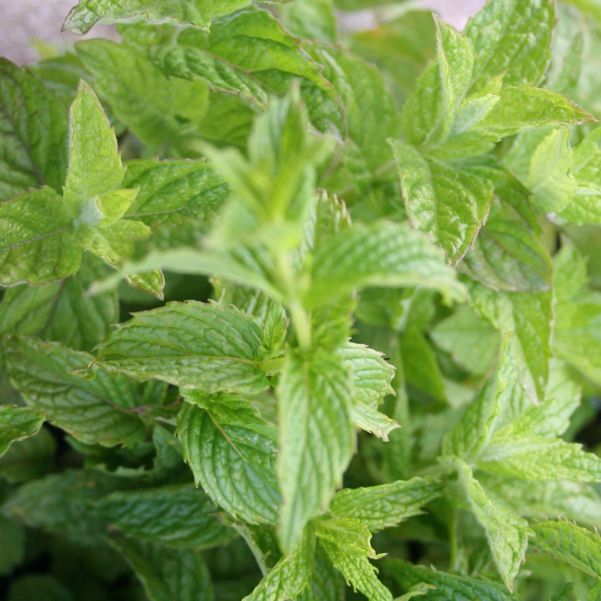 Mint Garden - Image 3