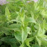 Mint Garden - Image 3