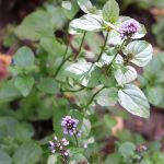 Mint Gingermint