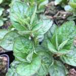 Mint Grapefruit