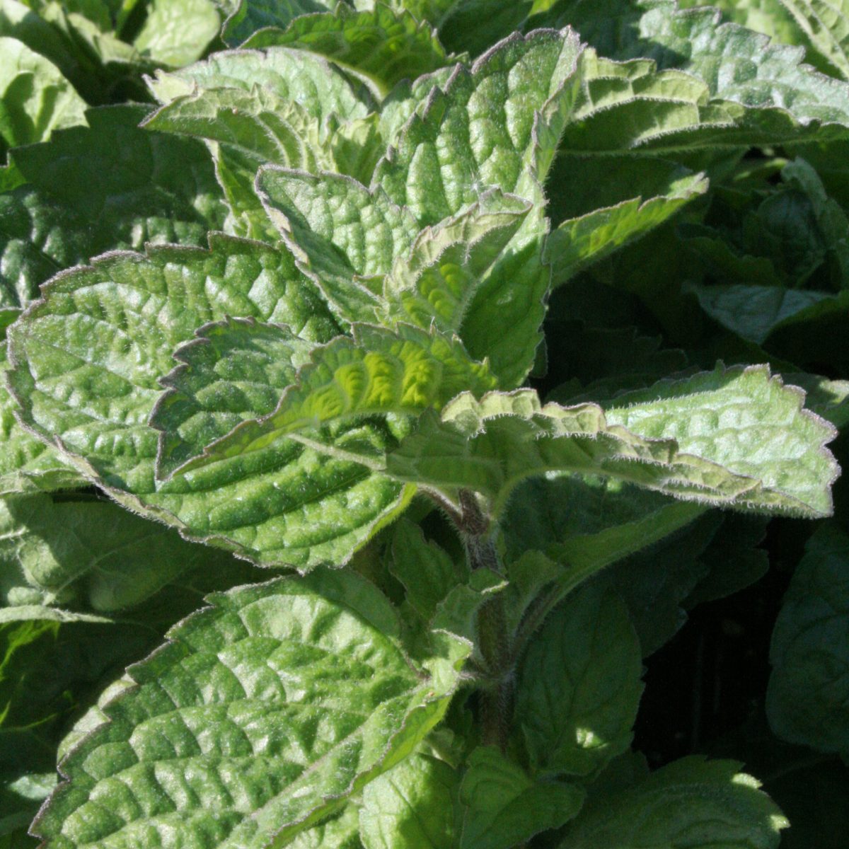 Mint Grapefruit - Image 2