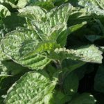 Mint Grapefruit - Image 2