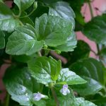 Mint Indian