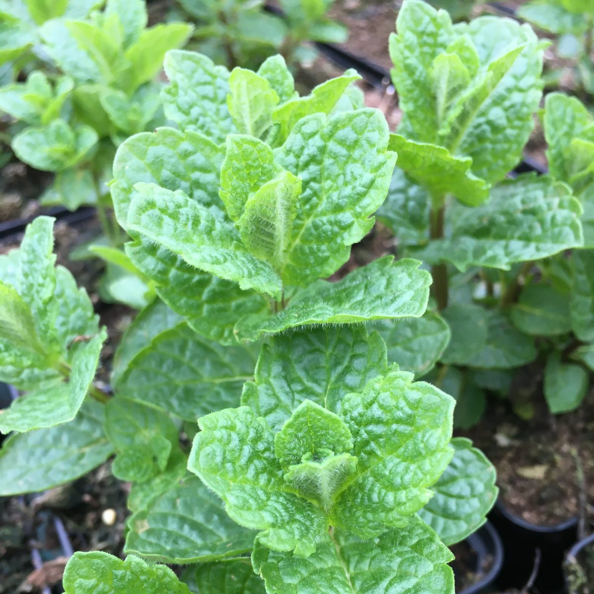Mint Moroccan - Image 2