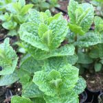 Mint Moroccan - Image 2