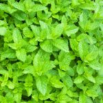 Mint Moroccan