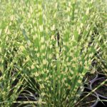 Miscanthus sinensis 'Gold Bar'