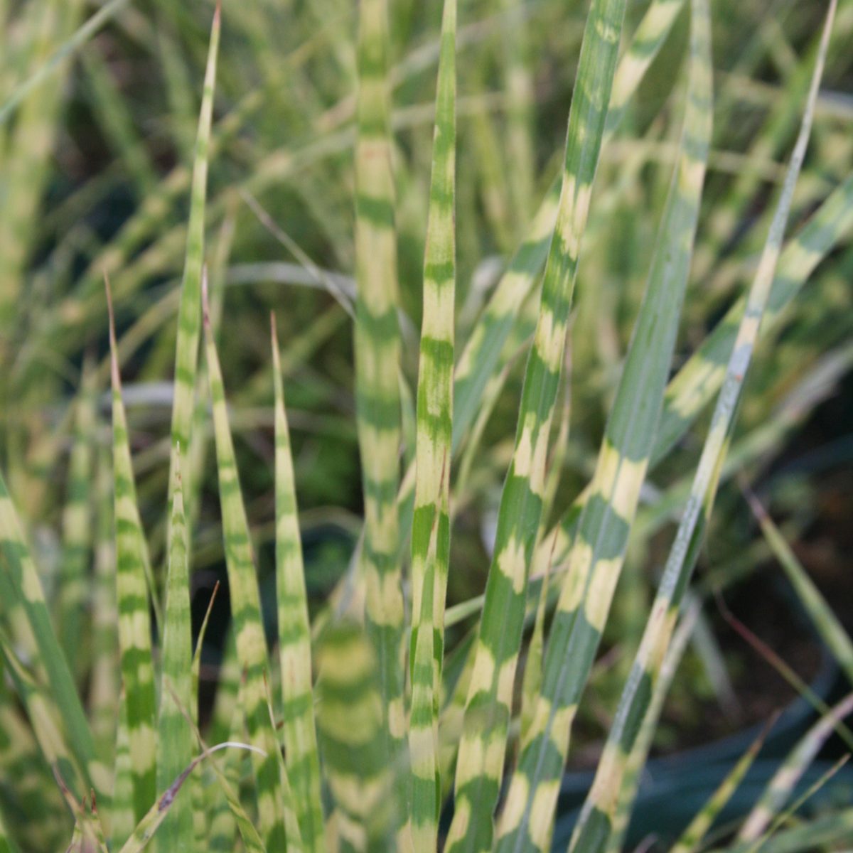 Miscanthus sinensis 'Gold Bar' - Image 2