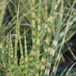 Miscanthus sinensis 'Gold Bar' - Image 2