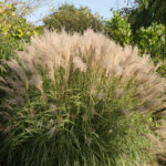 Miscanthus sinensis 'Gracillimus'