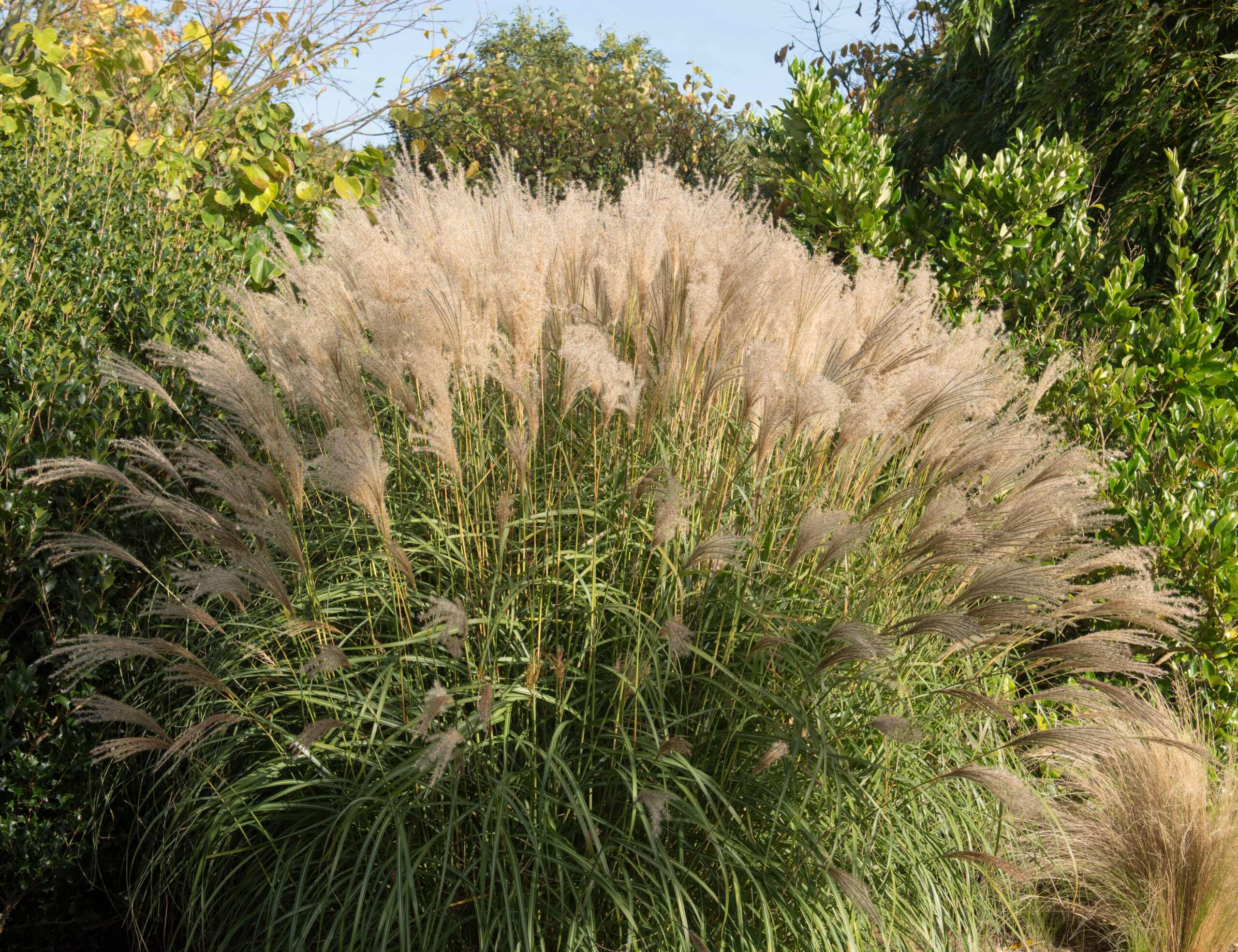 Miscanthus Sinensis Gracillimus