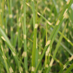 Miscanthus sinensis . Stictus