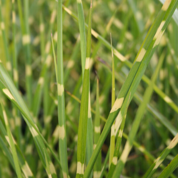 Miscanthus sinensis . Stictus