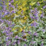 Nepeta Six Hill Giant - Image 3