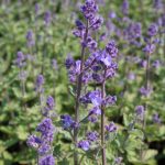 Nepeta Six Hill Giant