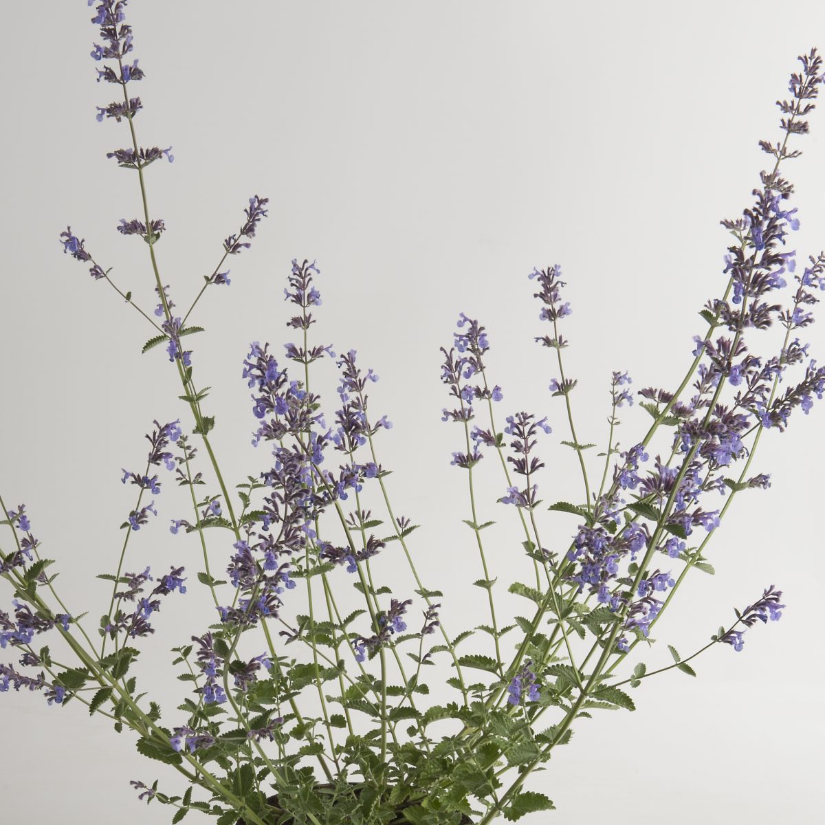 Nepeta Six Hill Giant - Image 2