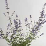 Nepeta Six Hill Giant - Image 2