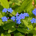 Omphalodes verna