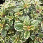 Oregano vulg Country Cream - Image 2