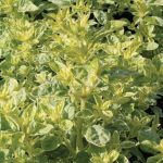 Oregano vulg Country Cream