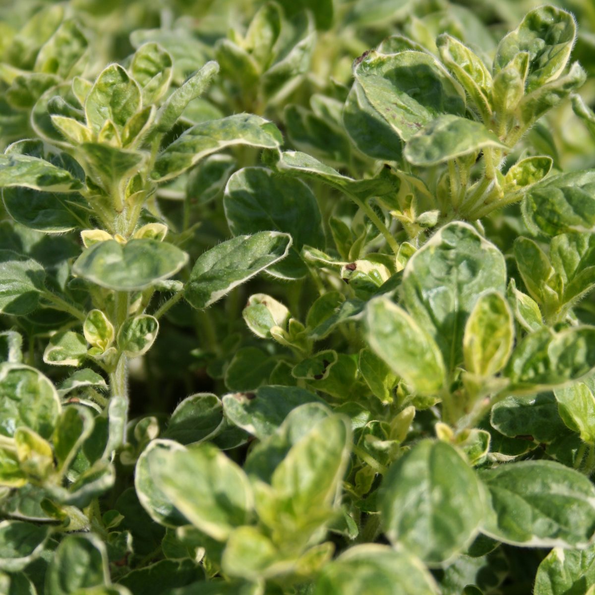 Oregano vulg Country Cream - Image 3