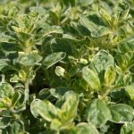 Oregano vulg Country Cream - Image 3