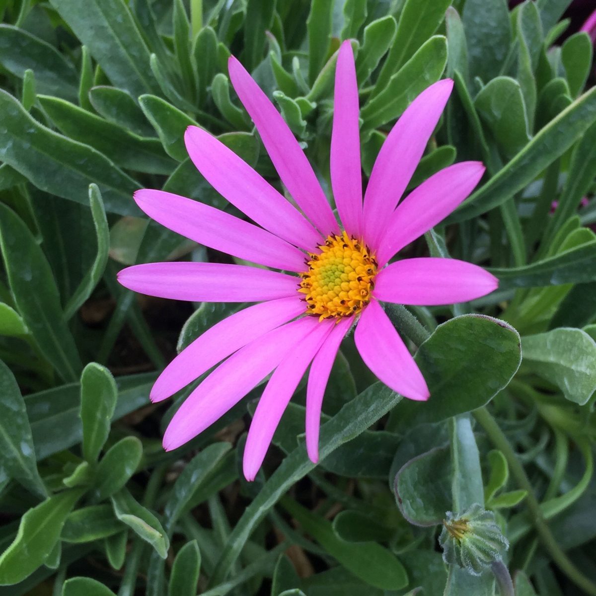 Osteospermum jucundum - Image 3