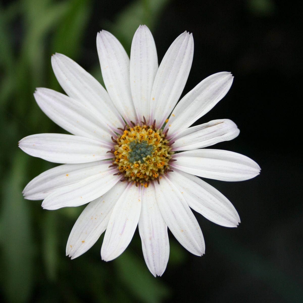Osteospermum Sea Spray - Image 2