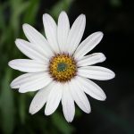 Osteospermum Sea Spray - Image 2